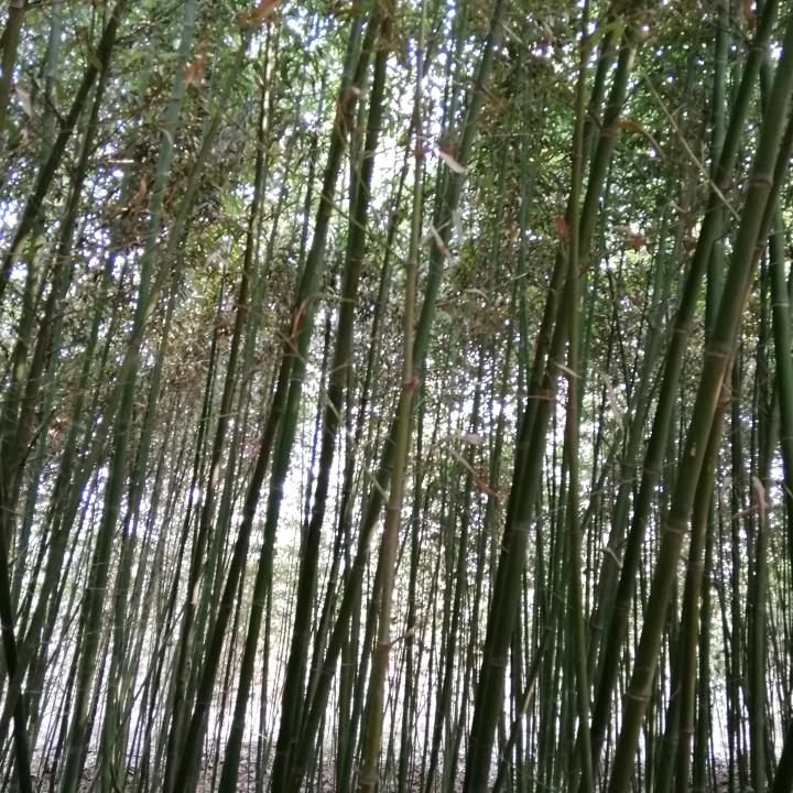 皓月长歌