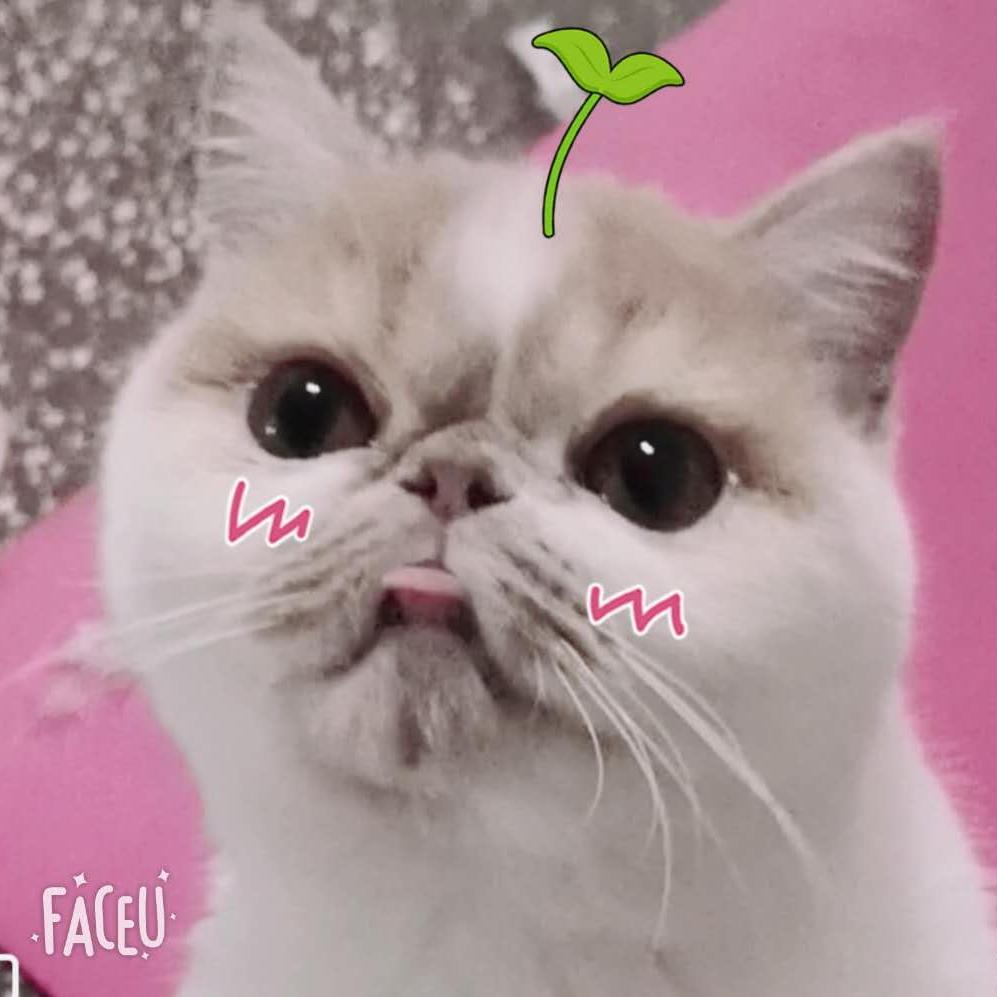 摆烂训猫师阿由