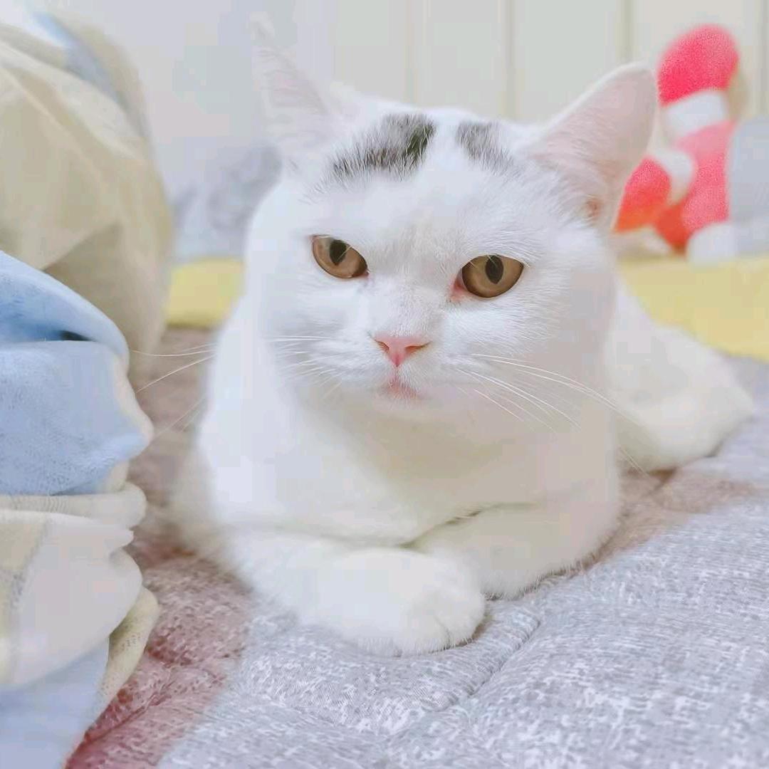 大师master小锋
