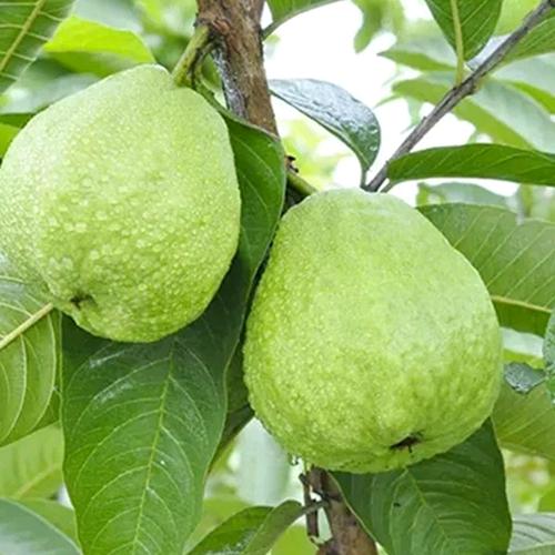 八仙山应季果园