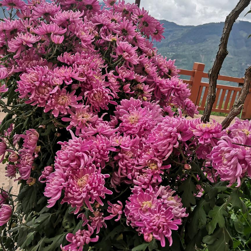 心静自然凉
