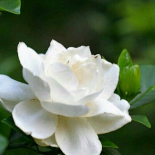 栀子花