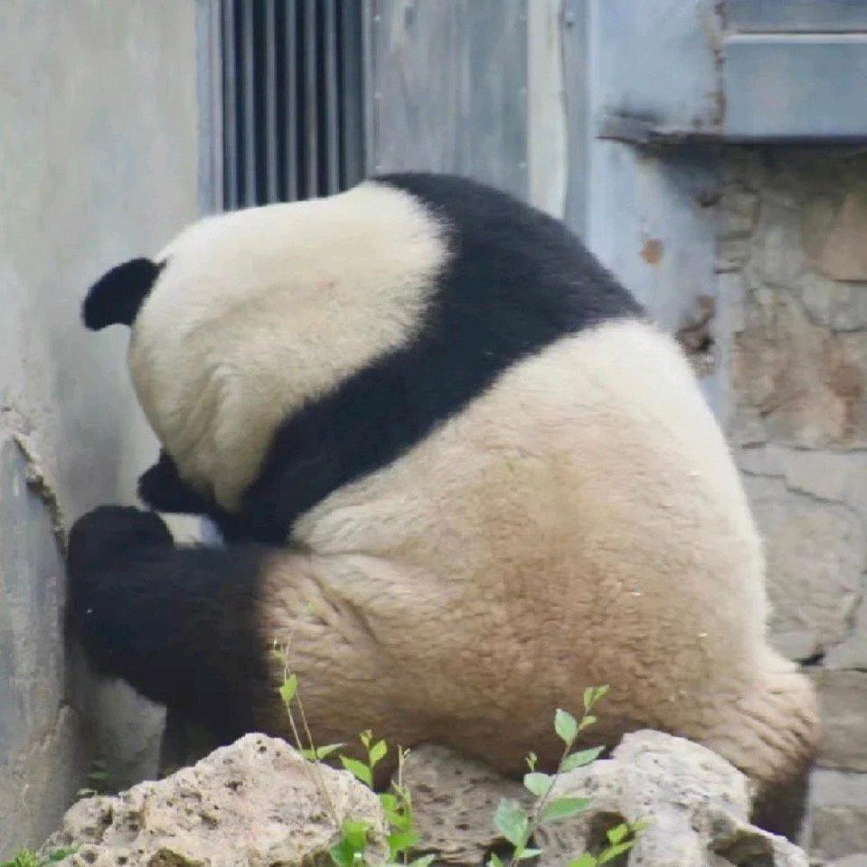 马铁牛横冲直撞