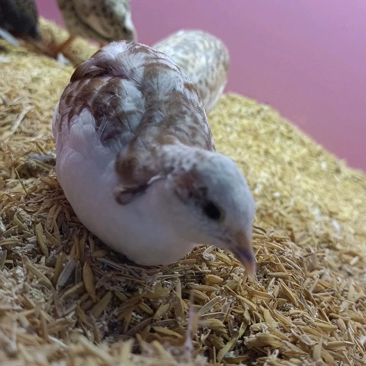 芦丁鸡的幸福生活(保暖棉门帘)