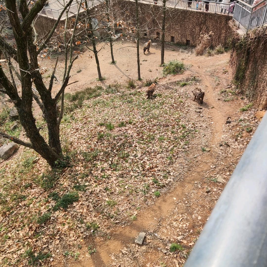 阿离