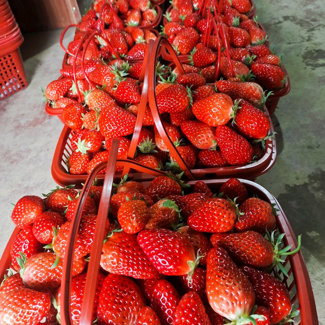 忠义庙红霞草莓采摘园