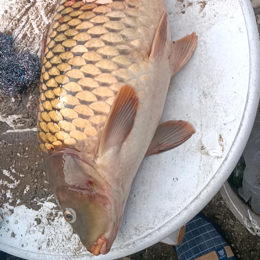 户外