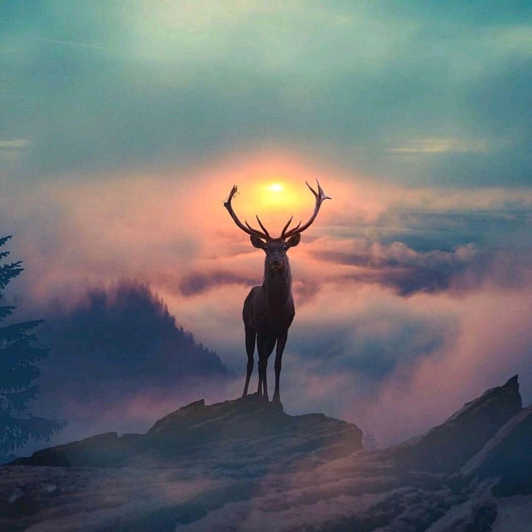 @༄༊࿆清梦星河ོྂཾ࿆࿐