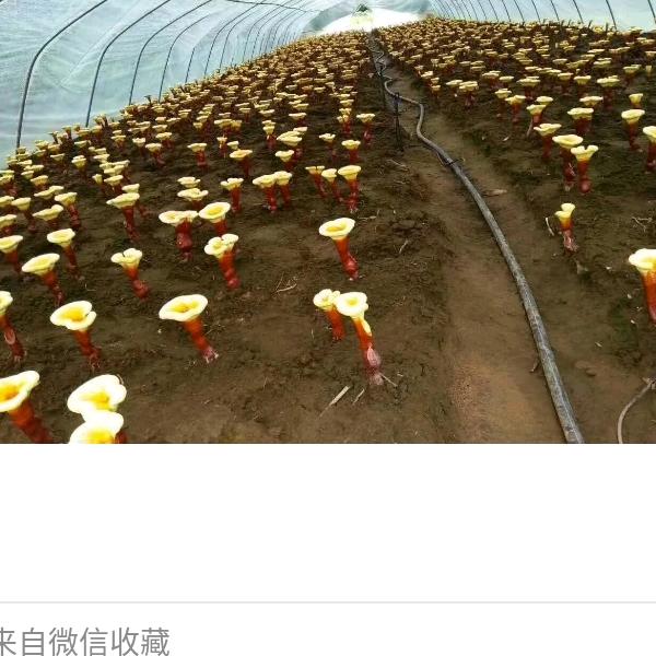 乾芝峰灵芝种植户