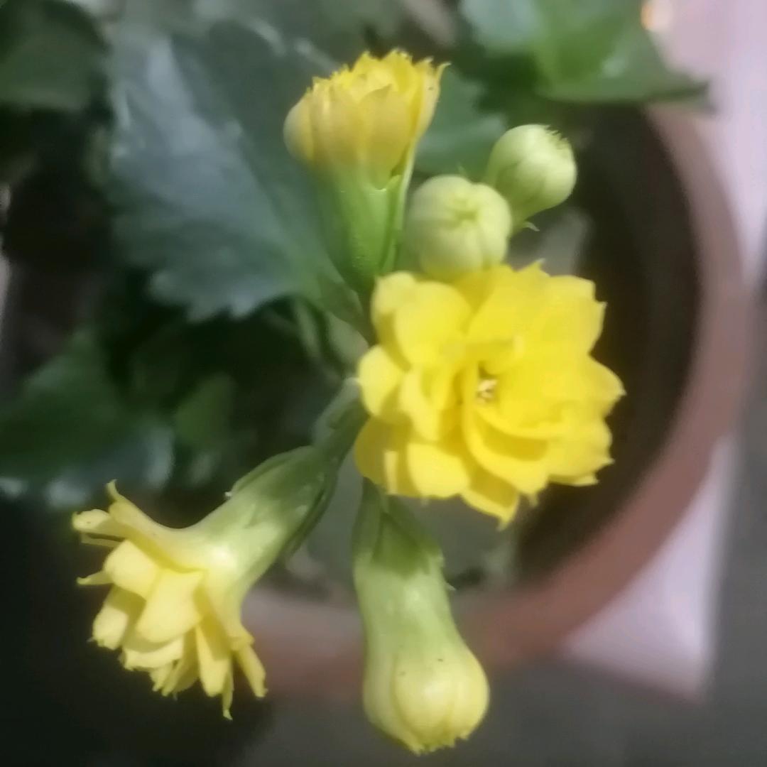 凤兰