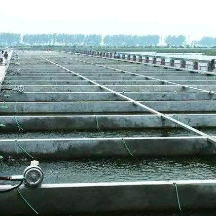 沈老师水产苗种服务