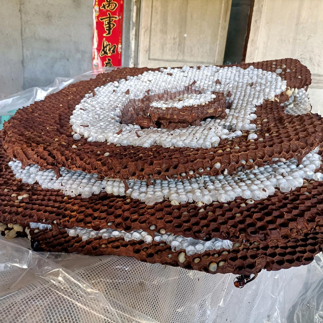 金华胡蜂养殖