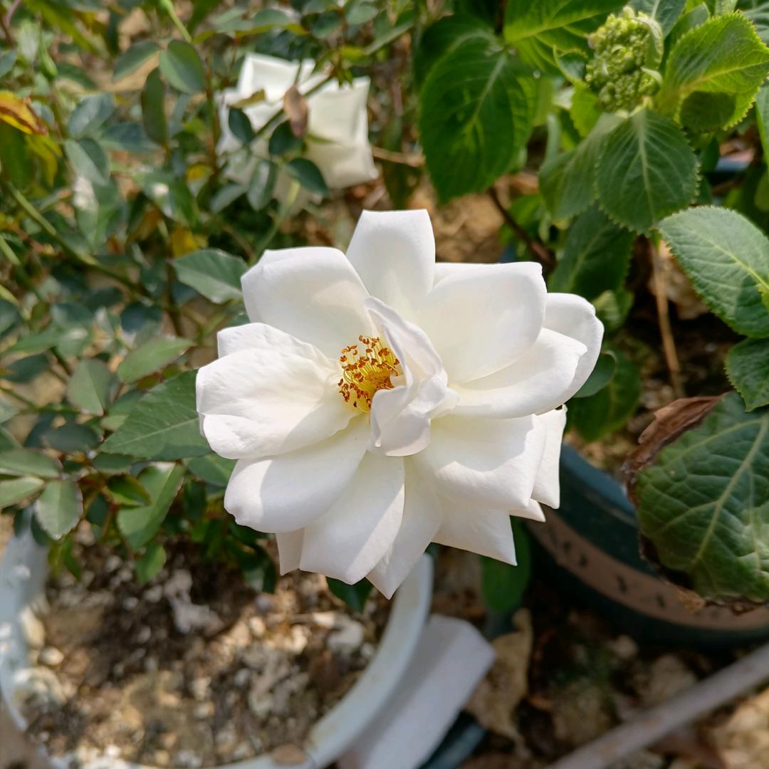药师