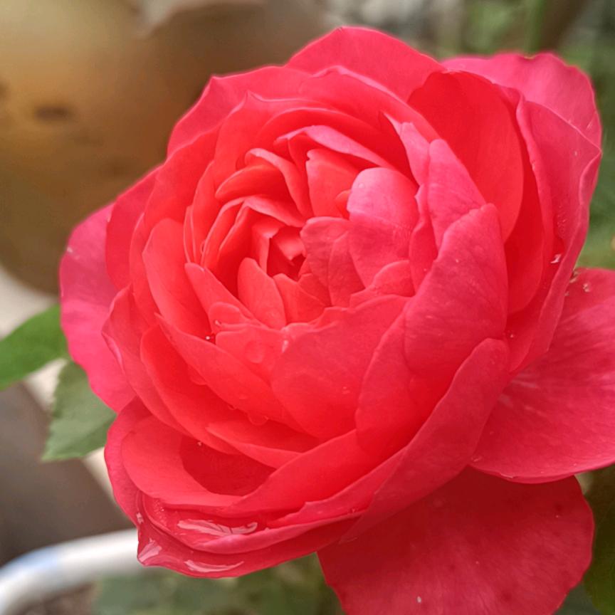小灰灰