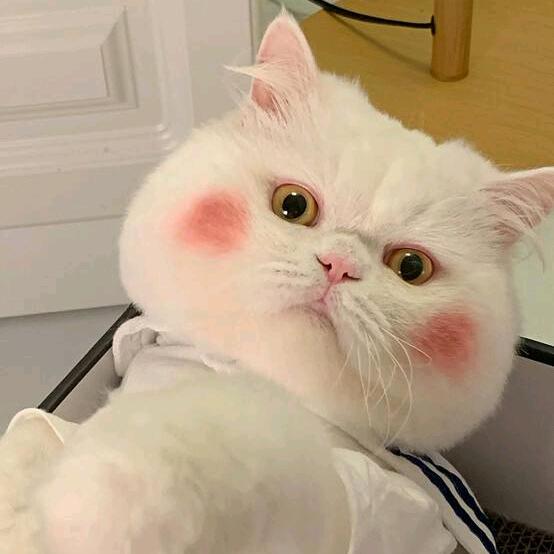快乐是什么