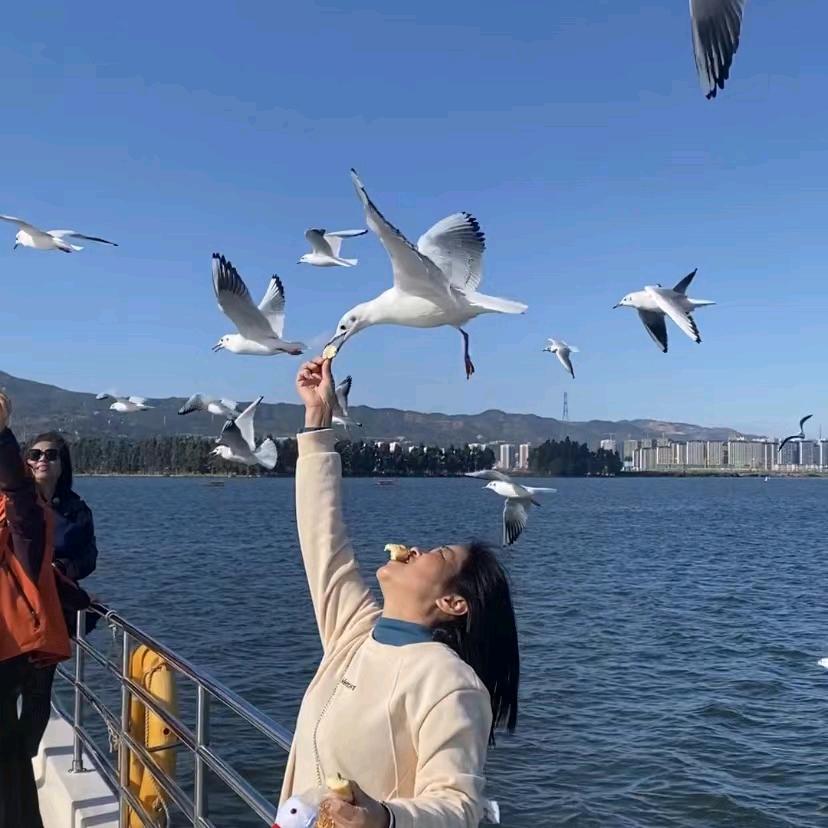 虹杜娟
