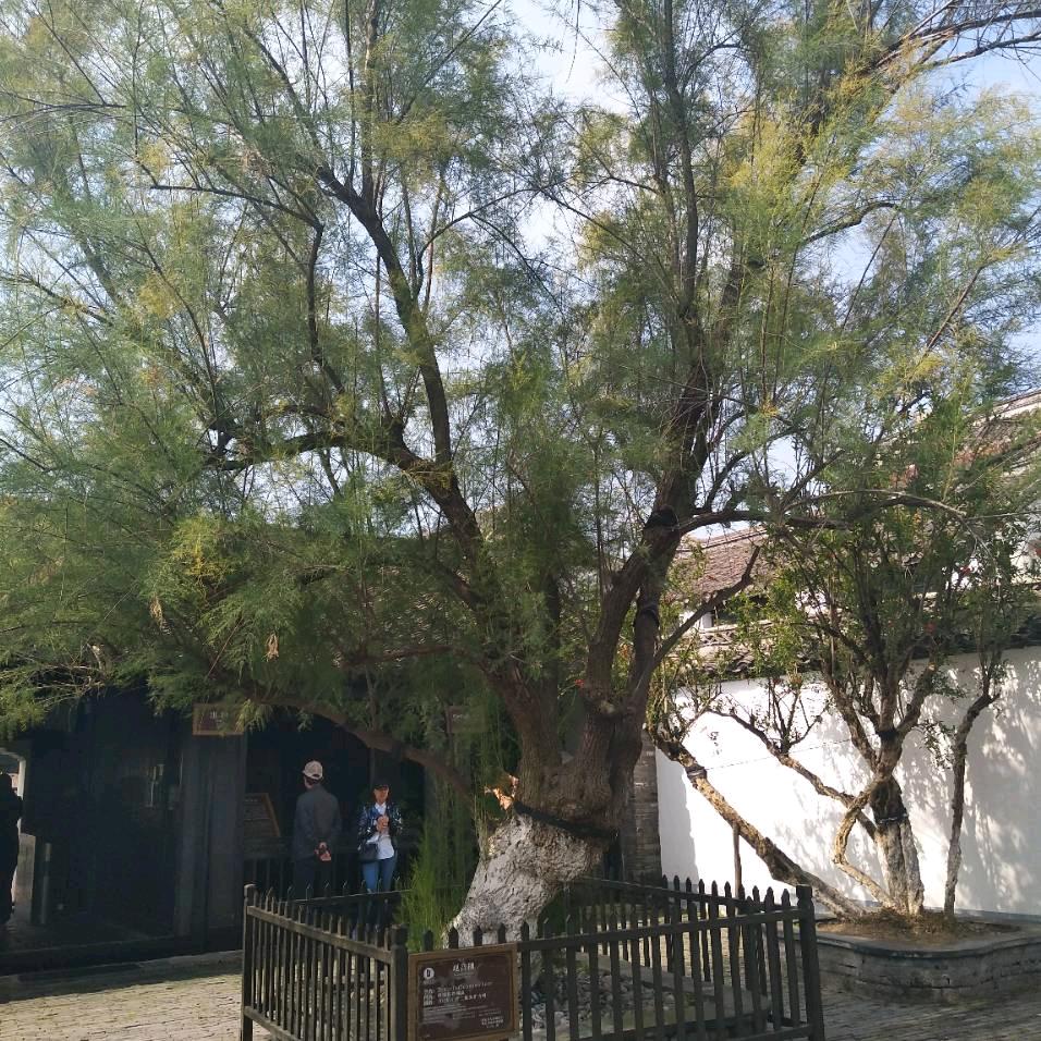 于学英