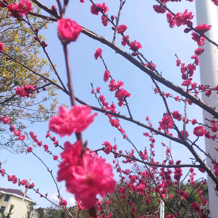只若如初
