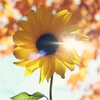 🌼棉花糖🍬