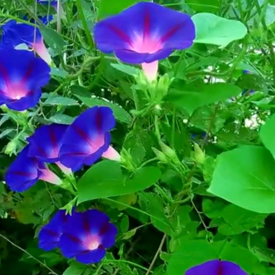 🌹🌹相识是缘🌹🌹