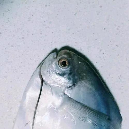 闲什么鱼🐟