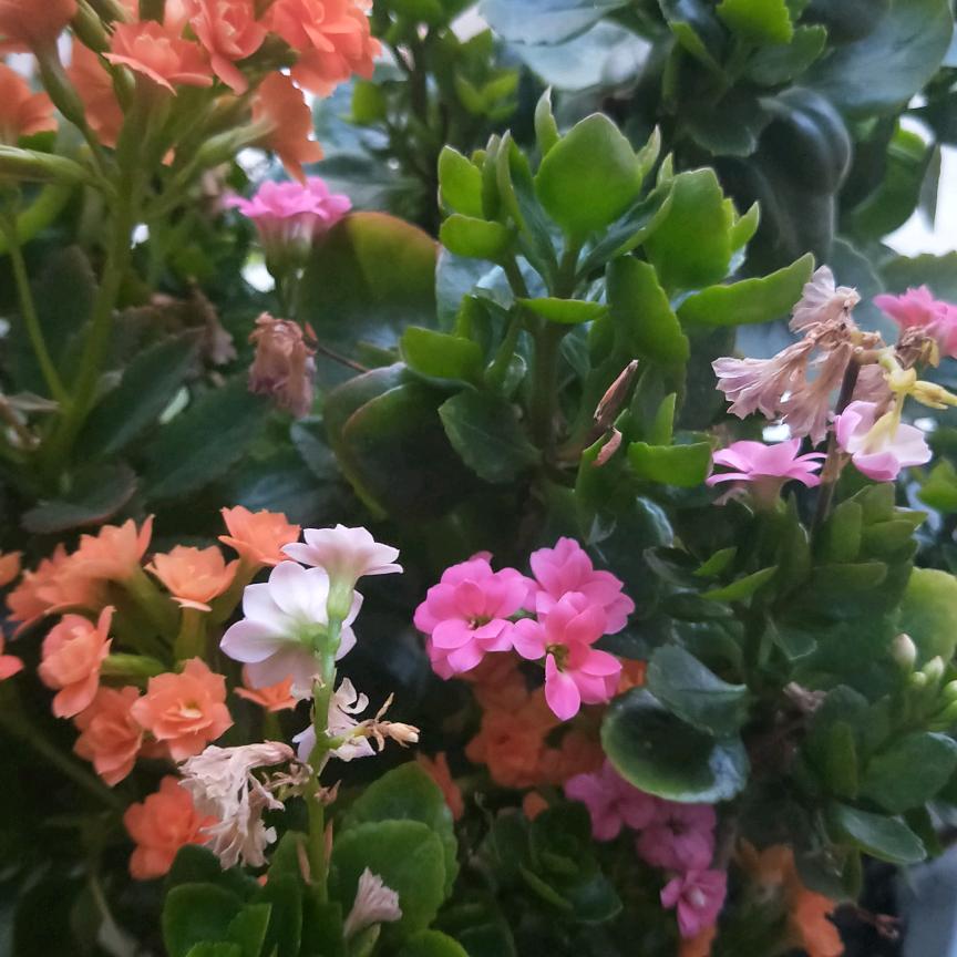 憧憬