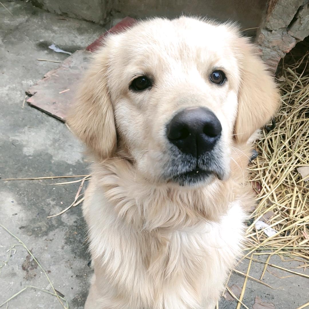 麻圆哥