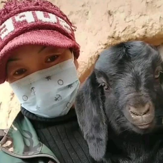 羊妈妈