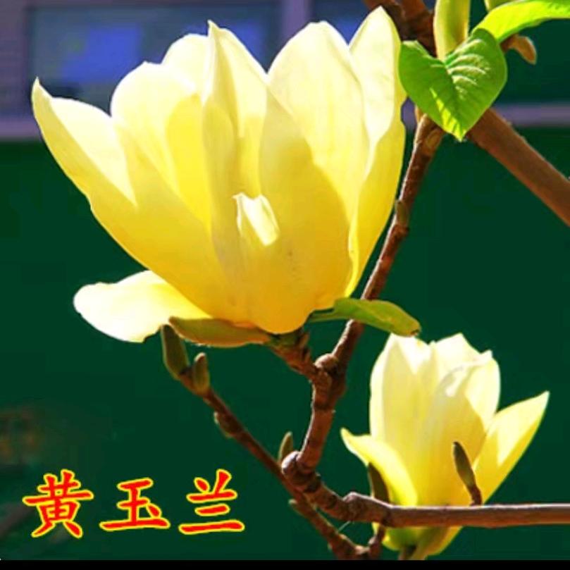 自在