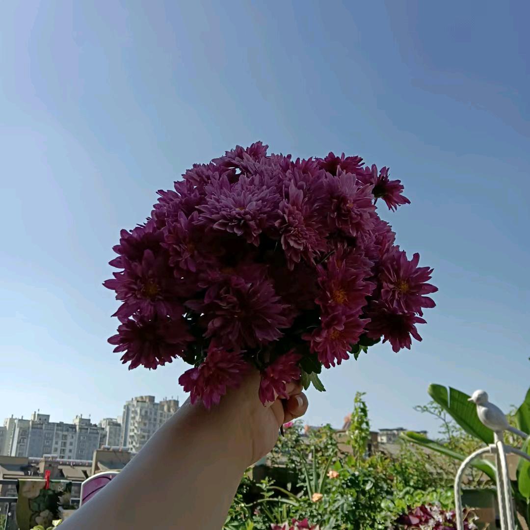 露台上的花痴