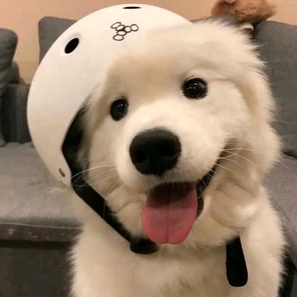 狗不理包
