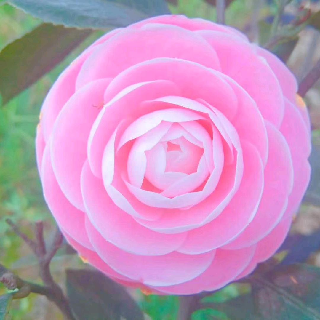 风雨过后见彩虹