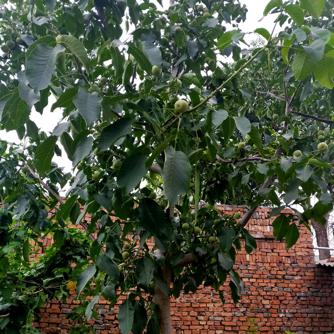 xiaoyin