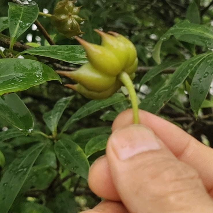 木易工