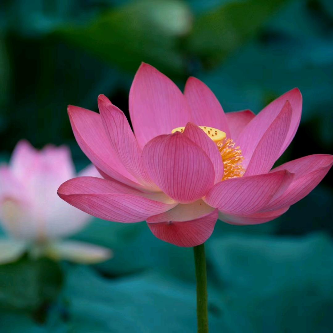 杨会敏