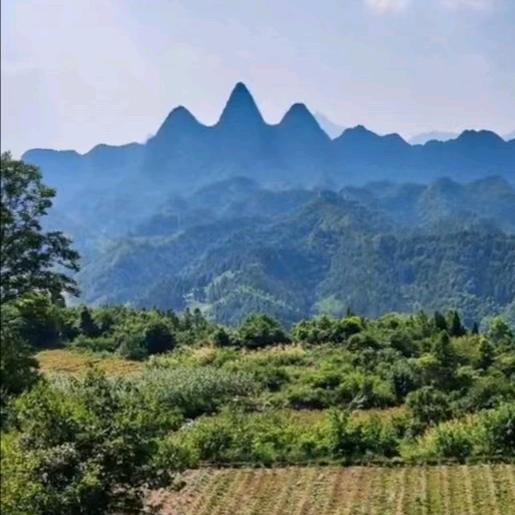 关岭晓树