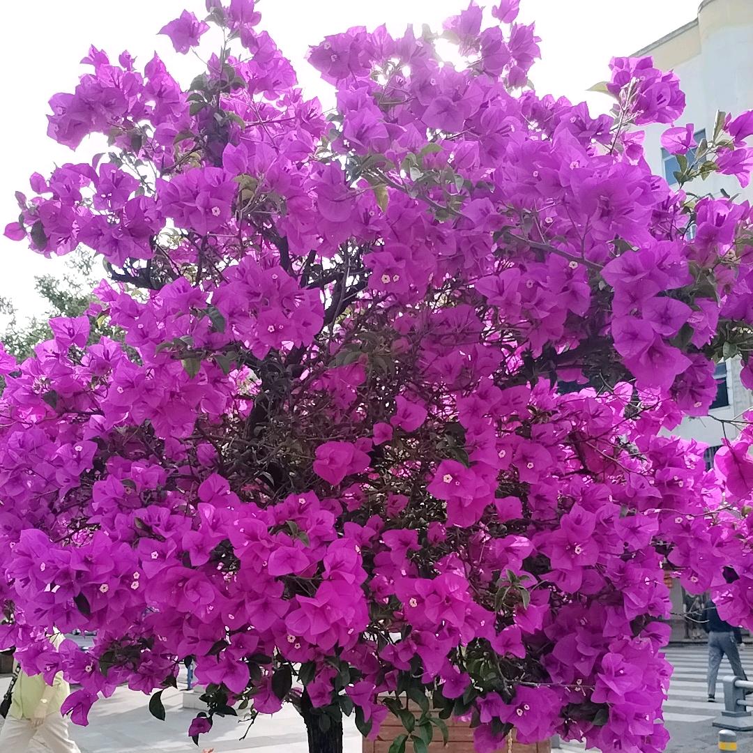 এ᭄ᴛꪖꪀᧁ唐ོꦿꦿ๑҉