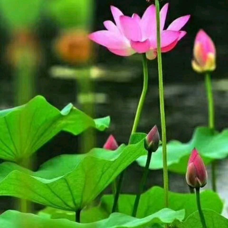 在水一方