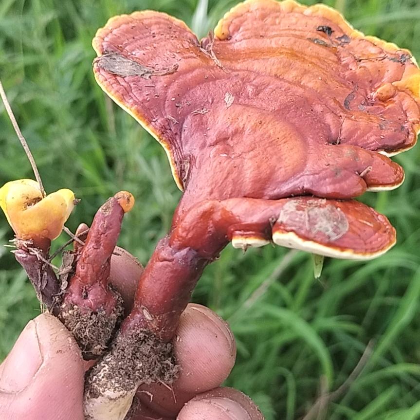 福到运到
