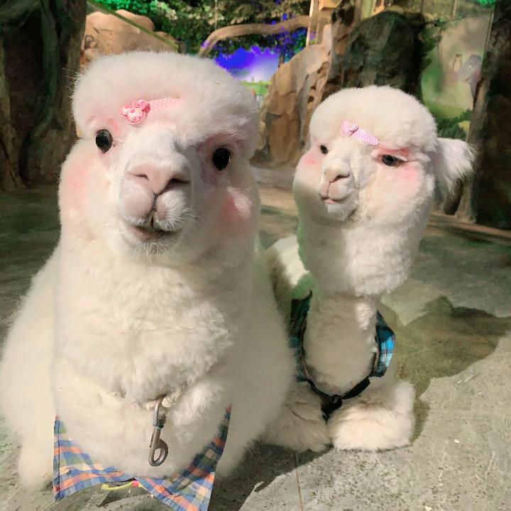 Cute zoo 城市动物园