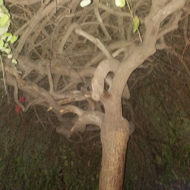 鸿發拆迁队