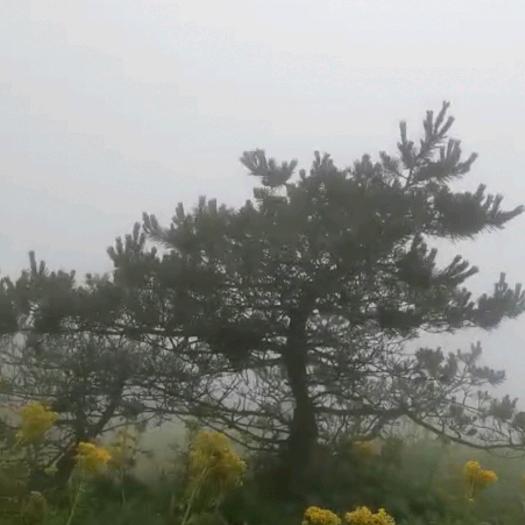 樱子