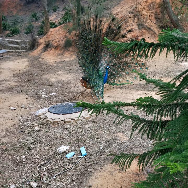 打拼成就，王武狮铲车修配出租
