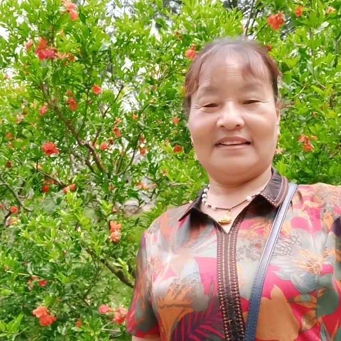 常青树