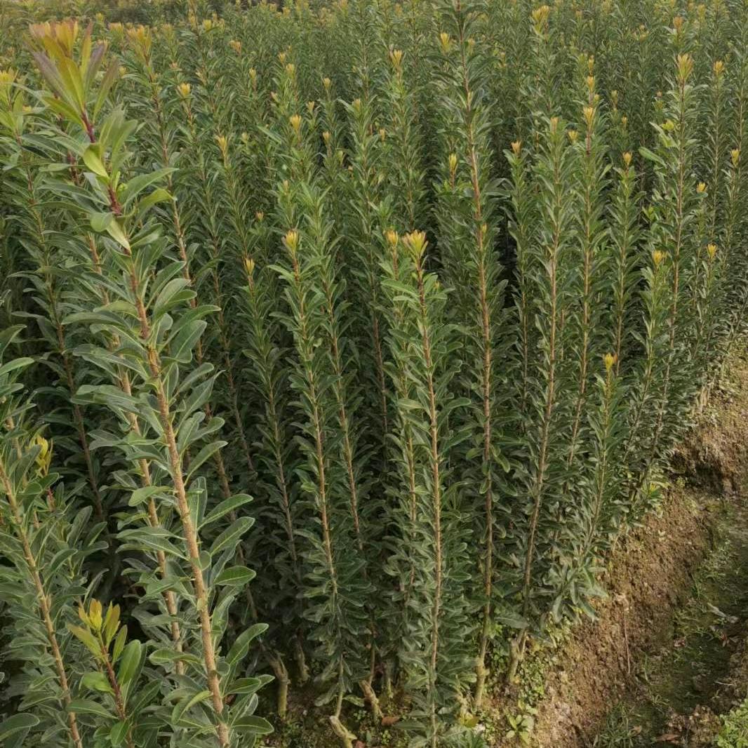 诚安达水果庄园