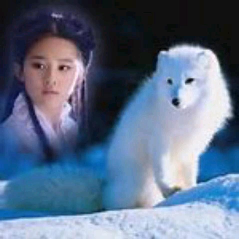 白狐