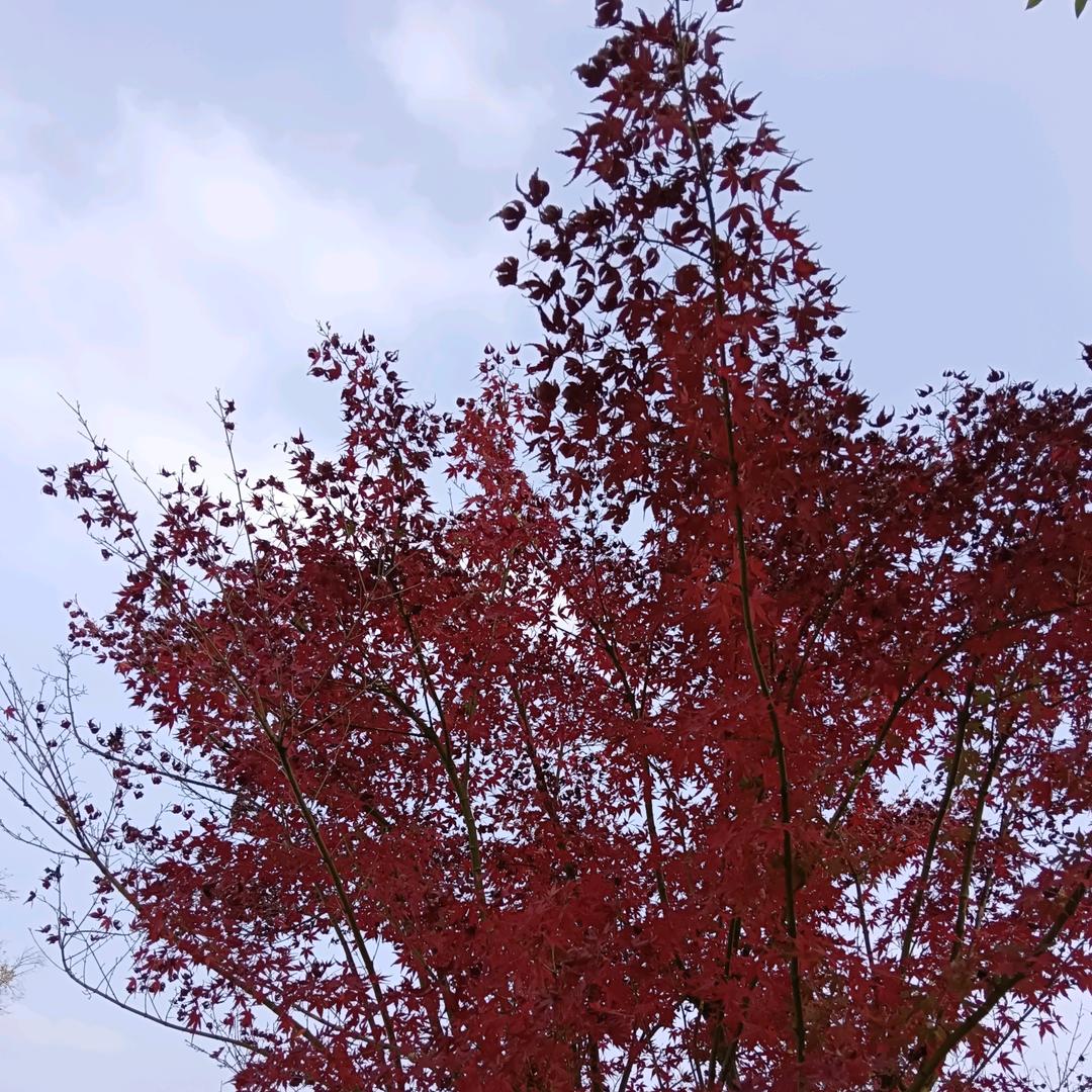 女汉子也会流泪