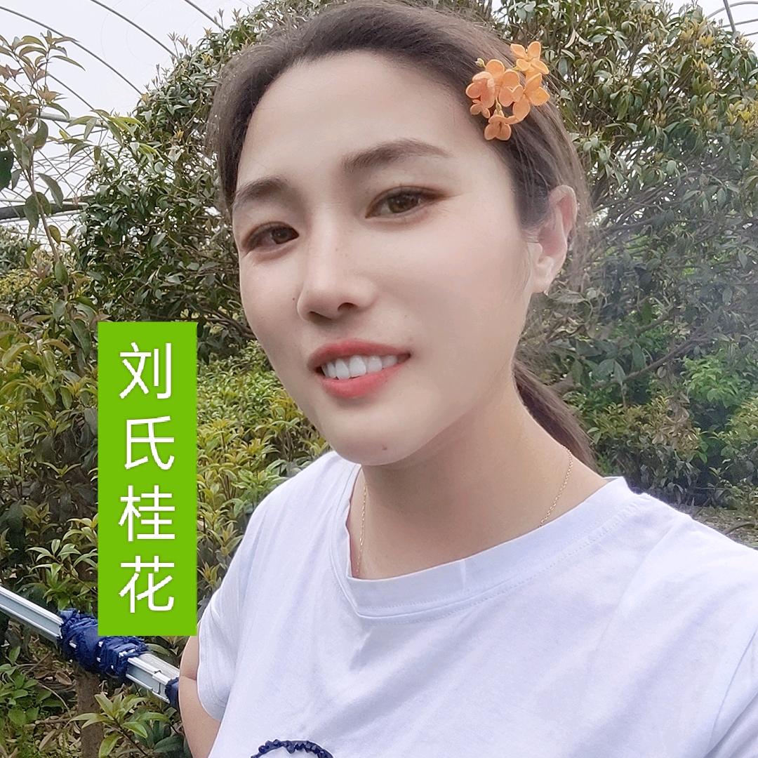 刘氏桂花