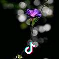 牵牛花
