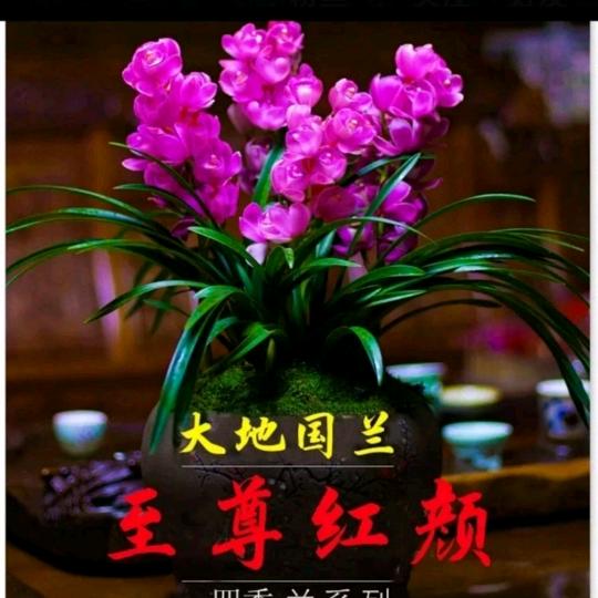 花无百日开